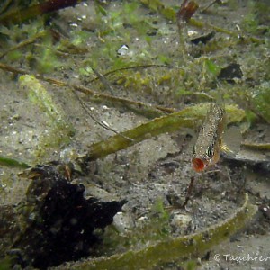 Dreistachliger Stichling bei der Brutpflege. Nest.