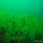 Unterwasserpflanzen, Wasserpest, Hornblatt, Tauchen im Werbellinsee, Tauchen in Brandenburg
