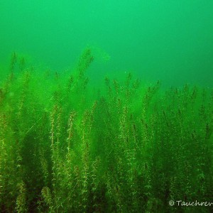 Unterwasserpflanzen, Wasserpest, Hornblatt