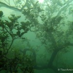 Erle im Wasser, Tauchen im Werbellinsee, Tauchen in Brandenburg