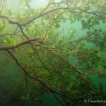 Erle im Wasser, Tauchen im Werbellinsee, Tauchen in Brandenburg