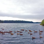 Elbsee, Düsseldorf, Tauchen im Elbsee