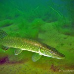 Hecht, Tauchen im Elbsee, Tauchen in Nordrhein-Westfalen