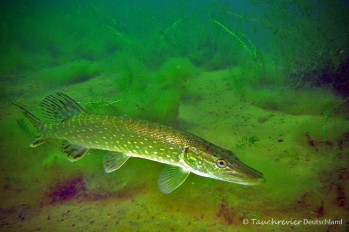 2015_06_06_Elbsee_102