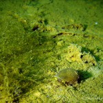 Spitzschlammschnecke, Tauchen im Elbsee