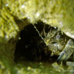 Flußkrebs in Höhle, Tauchen im Elbsee