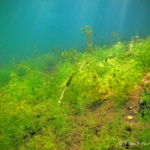 Armleuchteralgenwiese