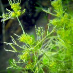 Armleuchteralge, Polyp, Tauchen im Elbsee