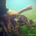 Baumstubben, Tauchen im Elbsee