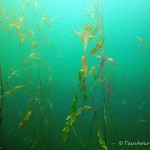 Laichkraut, Tauchen im Elbsee