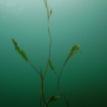 Laichkraut, Tauchen im Elbsee