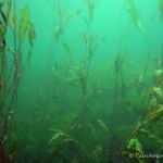 Laichkraut, Tauchen im Elbsee