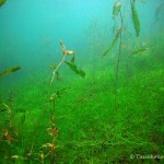 Unterwasserpflanzen, Tauchen im Elbsee