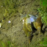 Spitzschlammschnecke, Tauchen im Elbsee