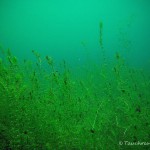 Unterwasserpflanzen, Wasserpest, Tauchen im Elbsee