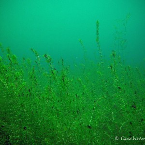Unterwasserpflanzen, Wasserpest