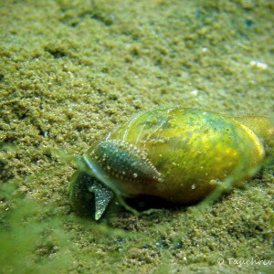 Spitzschlammschnecke mit Parasit, Assel