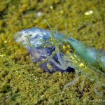 Wasserassel am Kaulquappenkadaver, Tauchen im Elbsee