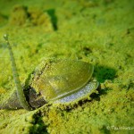 Spitzschlammschnecke mit Parasit, Wurm, Tauchen im Elbsee