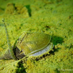 Spitzschlammschnecke mit Parasit, Wurm