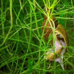 Spitzschlammschnecke, Tauchen im Elbsee