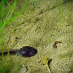 Kaulquappe, Tauchen im Elbsee