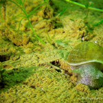 Spitzschlammschnecke, Tauchen im Elbsee