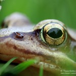 Grasfrosch (Rana temporaria)