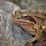 Grasfrosch (Rana temporaria)