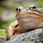 Grasfrosch (Rana temporaria)