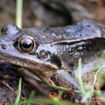 Grasfrosch (Rana temporaria)