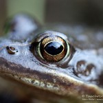 Grasfrosch (Rana temporaria)