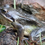 Grasfrosch (Rana temporaria)