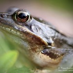 Grasfrosch (Rana temporaria)