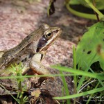 Grasfrosch (Rana temporaria)