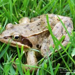 Grasfrosch (Rana temporaria)