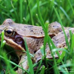 Grasfrosch (Rana temporaria)