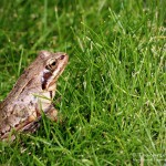 Grasfrosch (Rana temporaria)