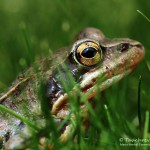 Grasfrosch (Rana temporaria)