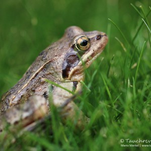Grasfrosch (Rana temporaria)