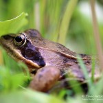 Grasfrosch (Rana temporaria)