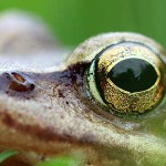 Grasfrosch (Rana temporaria)