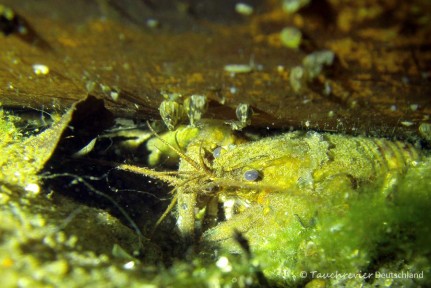 2015_06_10_Straussee_103