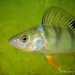 , Flussbarsch (Perca fluviatilis), Tauchen in Deutschland. Tauchrevier Deutschland