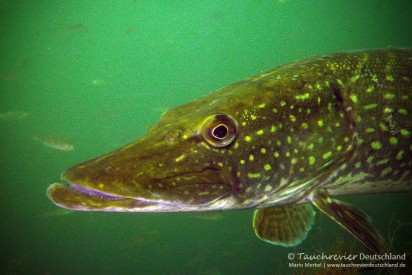 2015_06_10_Straussee_120