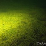 Beschaffenheit Seegrund, Tauchen im Waldsee Groß Düben