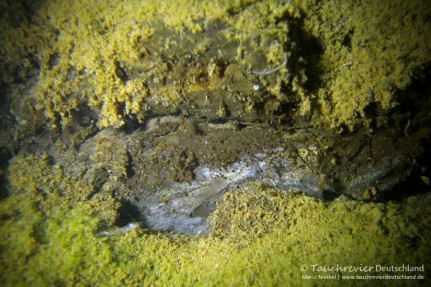 2015_06_17_Waldsee_104