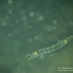 Zooplankton, Tauchen im Waldsee Groß Düben