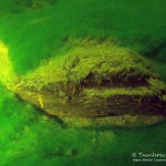 Braunkohle, Tauchen im Waldsee Groß Düben