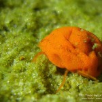 Wassermilbe, Tauchen im Waldsee Groß Düben